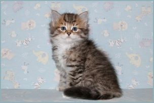 Male Siberian Kitten from Deedlebug Siberians